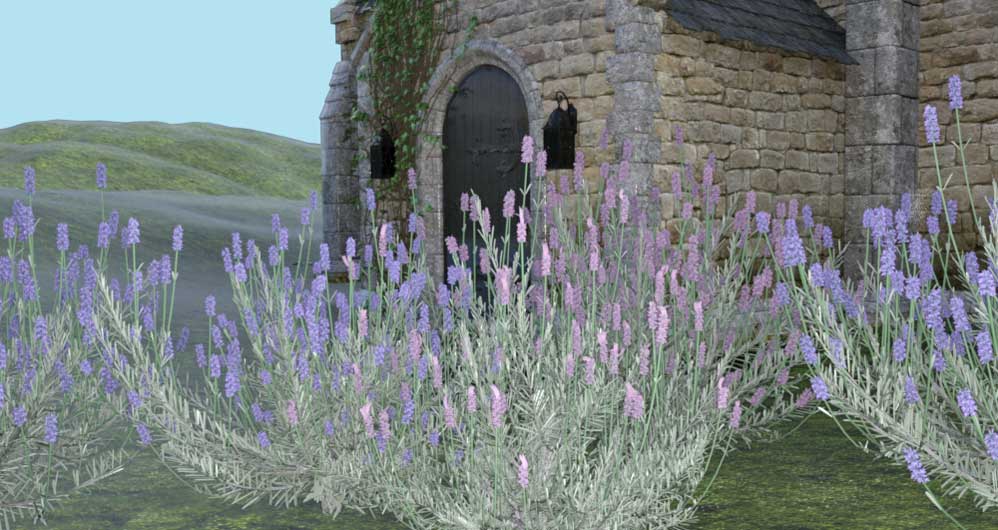 Lavender as a medicine